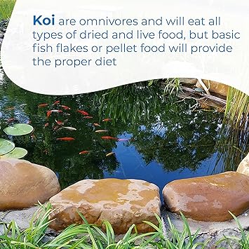 Toledo Goldfish Standard Fin Koi, Variety of Colors and Patterns - Beautiful Live Fish Perfect for Ponds, Tanks, and Aquariums - 4-5 Inches, 10 Count