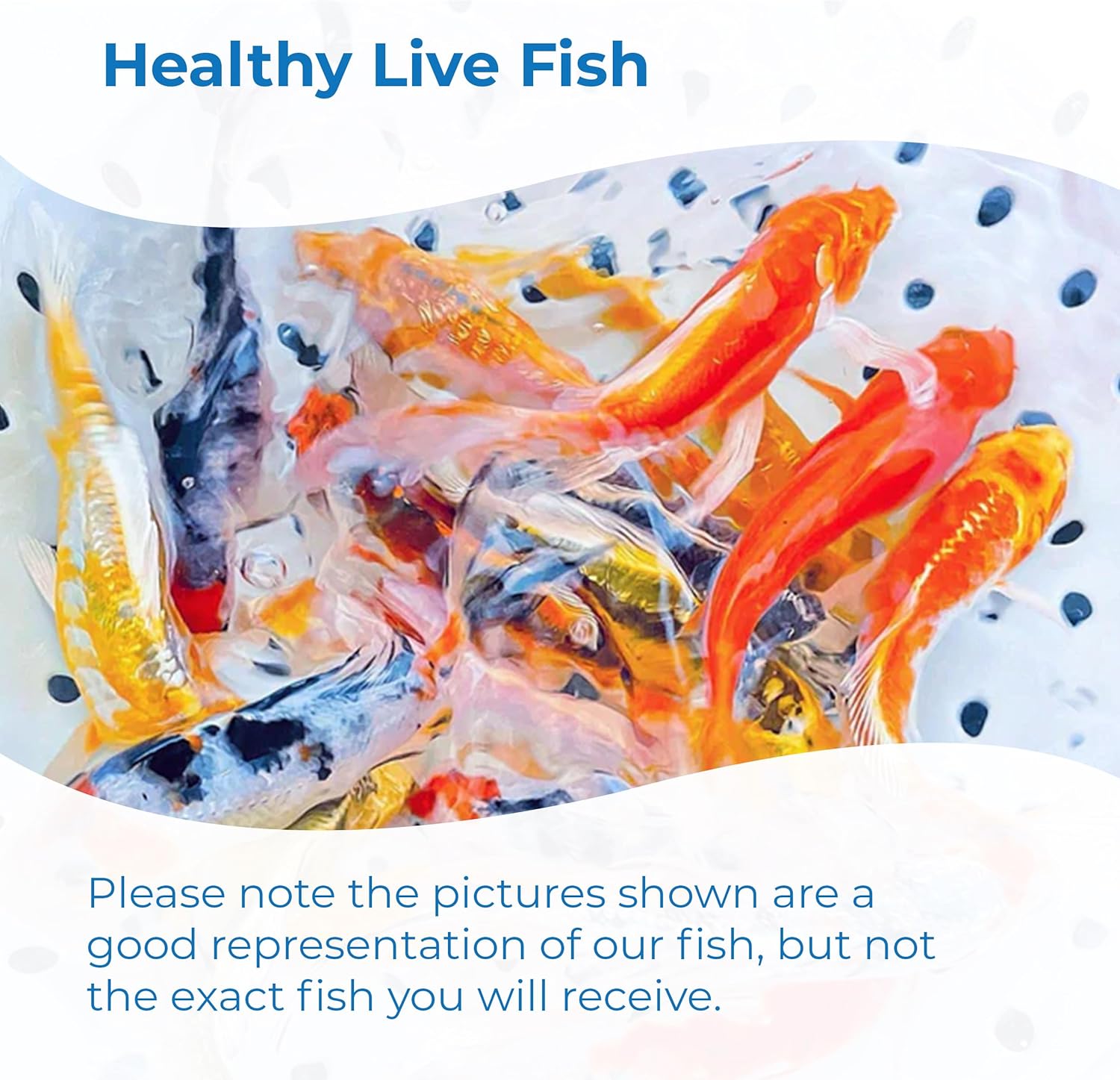 Toledo Goldfish Standard Fin Koi, Variety of Colors and Patterns - Beautiful Live Fish Perfect for Ponds, Tanks, and Aquariums - 4-5 Inches, 10 Count
