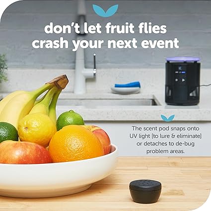 Katchy Duo Indoor Insect Trap with Scent Pod - Fan Powered with UV Light - Fruit Fly Traps for Indoors - for Fruit Flies, Gnats, Mosquitoes, Moths (Black)