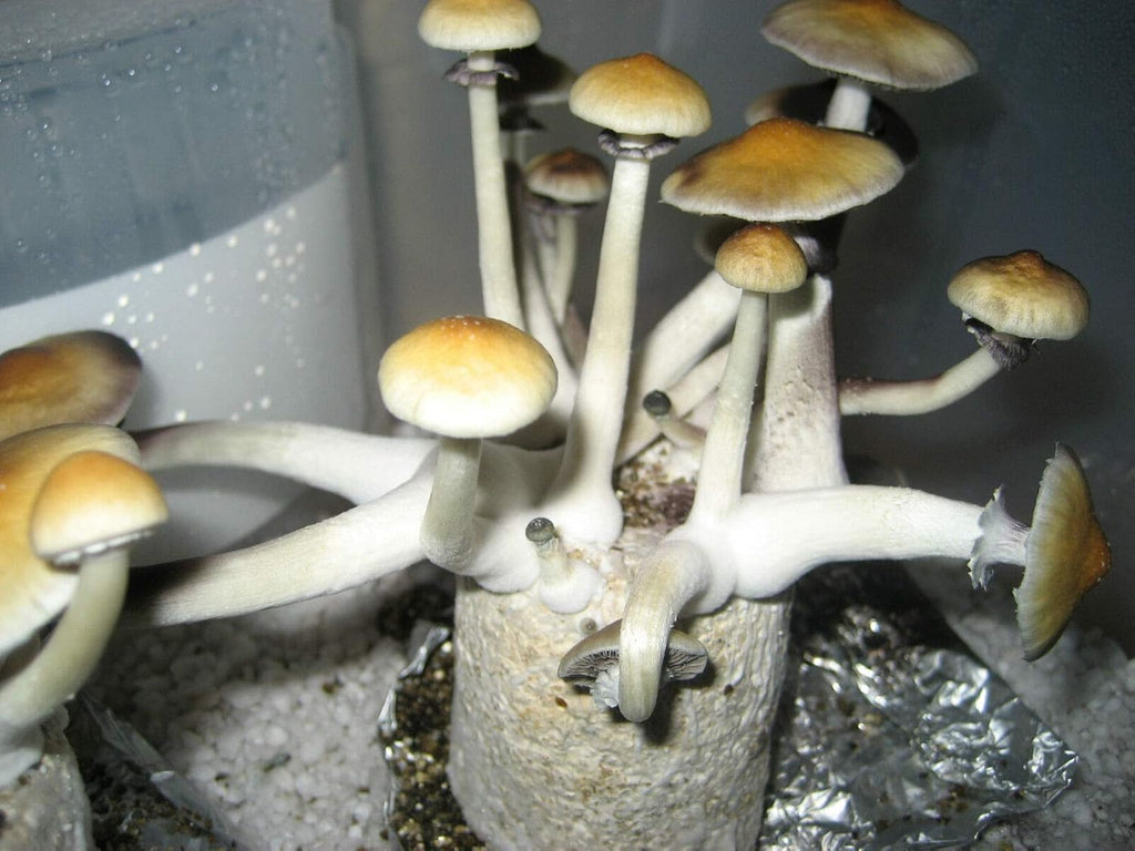 Can it be used to grow different mushroom varieties? YES!