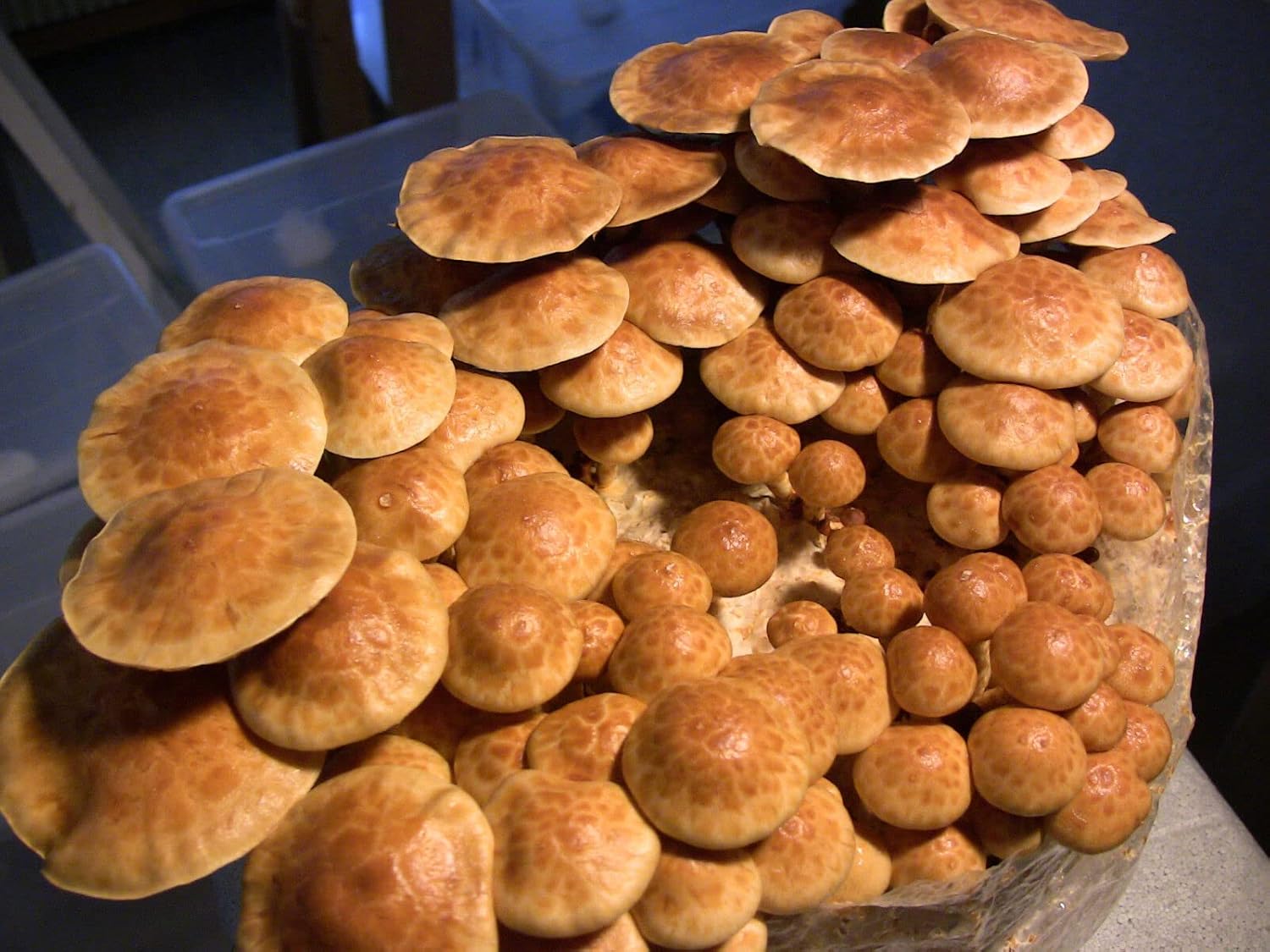 Can it be used to grow different mushroom varieties? YES!