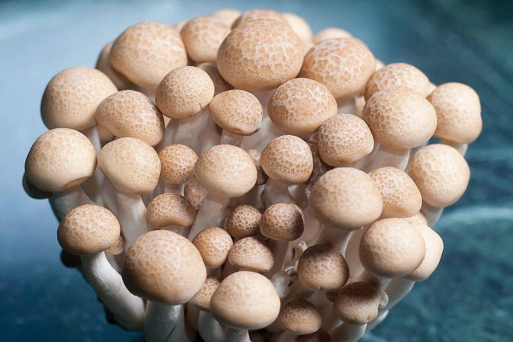 Can it be used to grow different mushroom varieties? YES!
